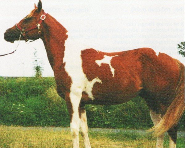 horse Bingo No Joke (Paint Horse, 1994, from Classic War Bucks)