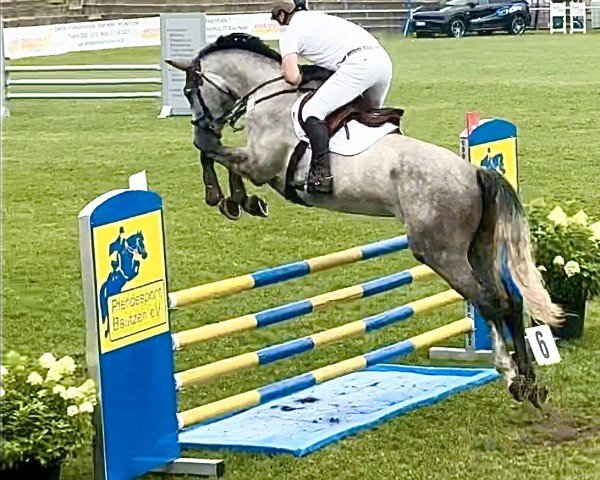 Springpferd Cornetta 43 (Deutsches Sportpferd, 2018, von Cornettino Ask)