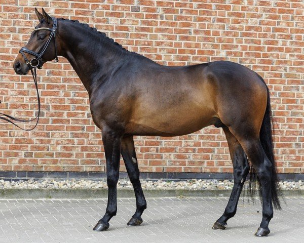 Deckhengst Lancelot (Trakehner, 2020, von Ivanhoe)