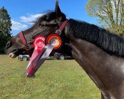Dressurpferd Flash Boy (Deutsches Reitpony,  , von Flash Dancer xx)