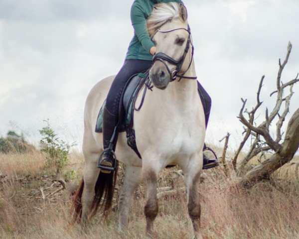 Pferd Norvyn (Fjordpferd, 2017, von Timor)