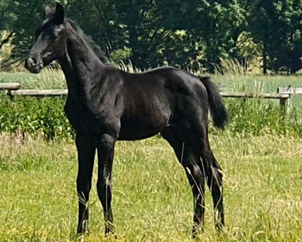 Pferd Hengst von Highland White / Sunny-Boy (Westfale, 2021, von Highland White)