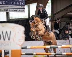 jumper Nielotti (KWPN (Royal Dutch Sporthorse), 2018, from Eldorado van de Zeshoek)