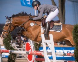 Springpferd Ganieus (KWPN (Niederländisches Warmblut), 2011, von Zacharov Tn)