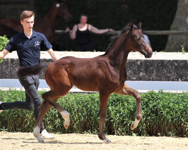 horse Bright Sox (Westphalian, 2021, from Baccardi’s Best)