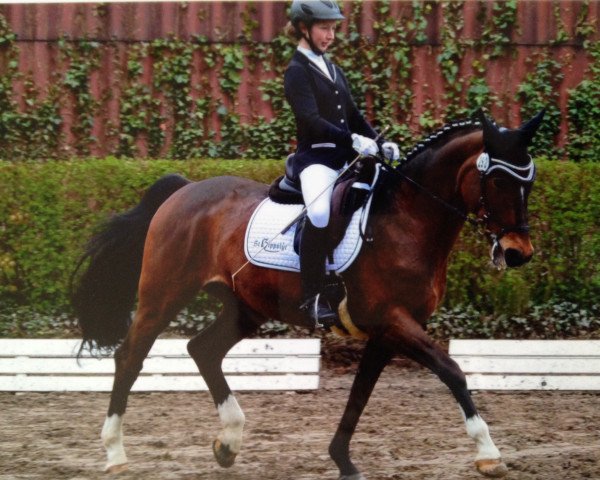 dressage horse Faitaccomply G (Westphalian, 1994, from Foxtrott)