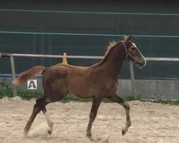 horse Diamiro RS (Hanoverian, 2020, from Don Deluxe)