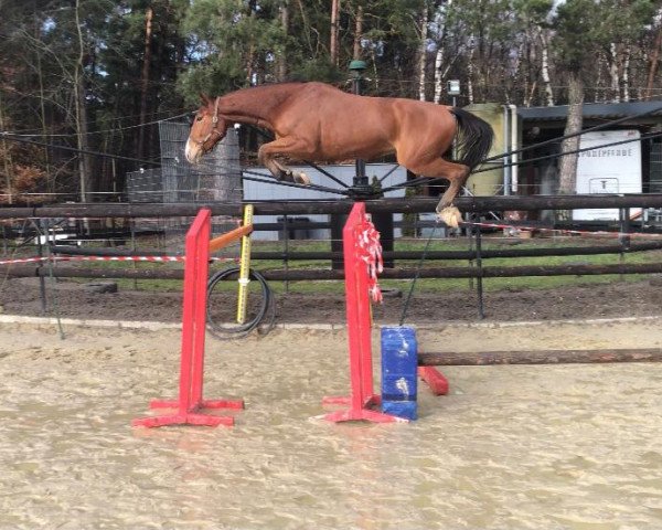 Springpferd Acavo du Seigneur Z (Zangersheide Reitpferd, 2017, von Aganix du Seigneur)