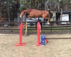 jumper Acavo du Seigneur Z (Zangersheide riding horse, 2017, from Aganix du Seigneur)