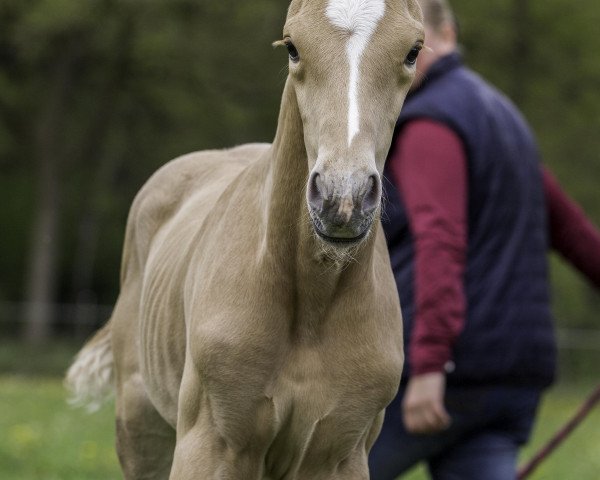 horse Tiffany TS (Westphalian, 2021, from Sir Heinrich OLD)