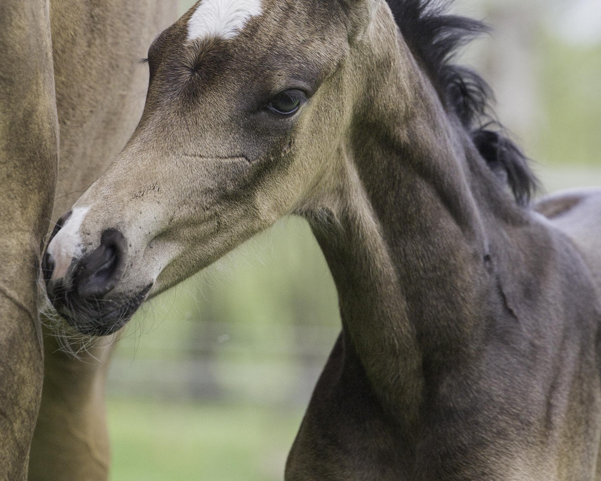 horse Hermine TS (Oldenburg, 2021, from Birkhof's Topas Fbw)