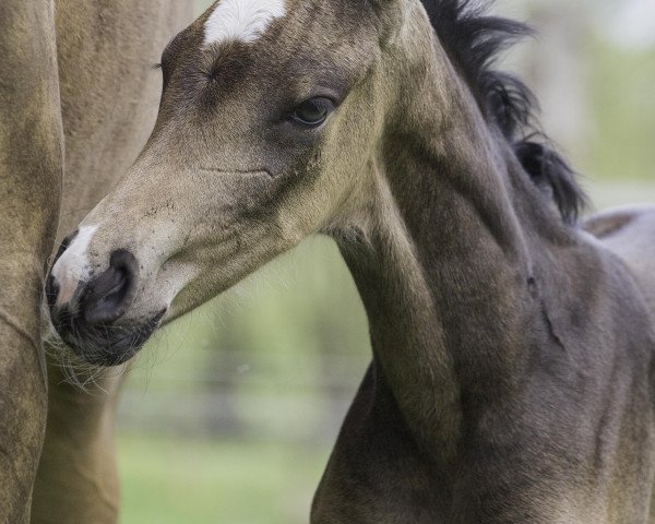 horse Hermine TS (Oldenburg, 2021, from Birkhof's Topas Fbw)