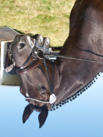 dressage horse Sterndeuter 14 (Oldenburg, 2008, from Swarovski)