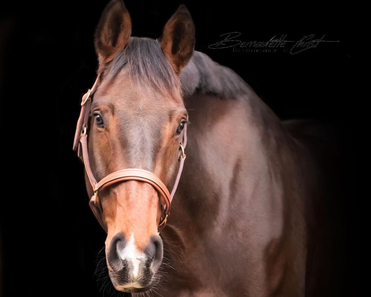 jumper Crossouver (German Sport Horse, 2010, from Pikeur Crossfire)