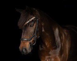 Springpferd Rudi Royal 4 (Deutsches Reitpony, 2010, von Rednexx)