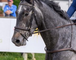 jumper Zirado Athletic CH (Swiss Warmblood, 2017, from Zirocco Blue)