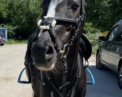 Springpferd Juliette 28 (Deutsches Reitpony, 2006, von Pink Floyd)