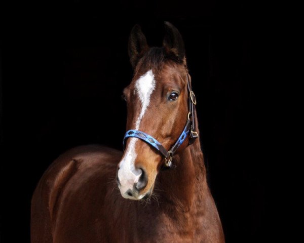 Springpferd Scooter Boy (Zweibrücker, 2012, von Shalom D'Altenbach)