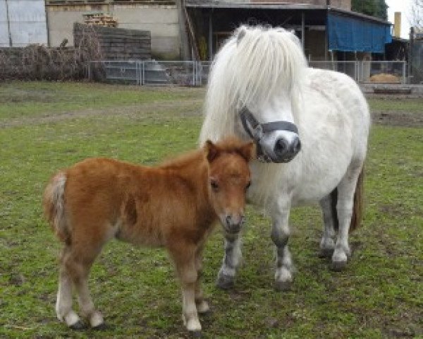 Zuchtstute Horia von Repgow (Shetland Pony (unter 87 cm), 2021, von Meechlands Dragon Fly)