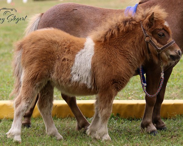 Zuchtstute Taschka von Repgow (Shetland Pony (unter 87 cm), 2021, von Meechlands Dragon Fly)