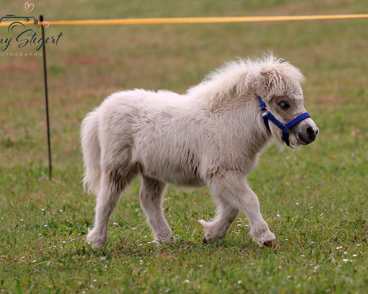 broodmare Helene von Repgow (Shetland pony (under 87 cm), 2021, from Thorax von Repgow)