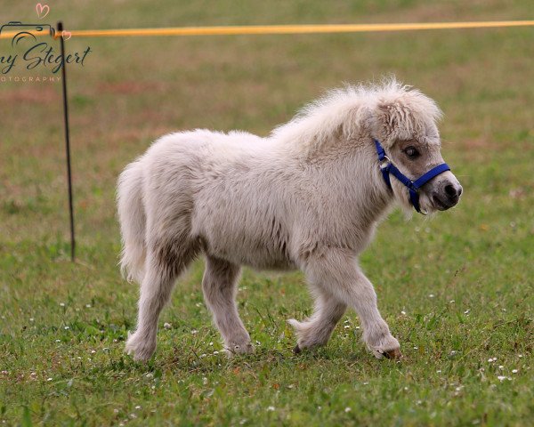 Zuchtstute Helene von Repgow (Shetland Pony (unter 87 cm), 2021, von Thorax von Repgow)