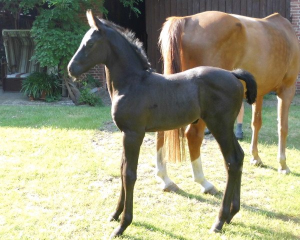 horse Diella (Fohlenname) (Hanoverian, 2021, from Diacontinus)