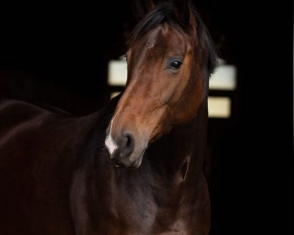 horse Doke Vita (Württemberger, 2012, from Kk Dominant)