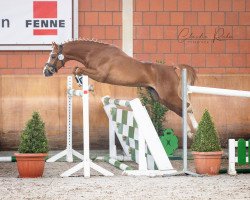 stallion Bellissimo de Luxe (German Riding Pony, 2017, from Basall)