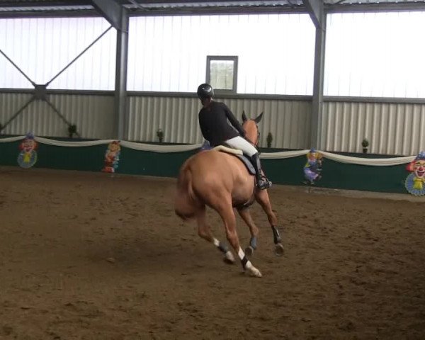 Hallenreitturnier Arnsberg-Voßwinkel 2014