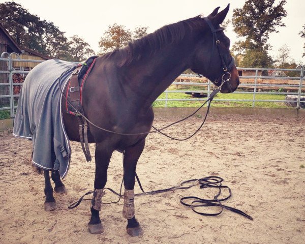 dressage horse Gracee 2 (Oldenburg, 2010, from Stedinger)