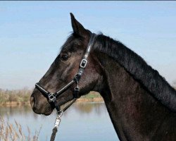 Pferd Sparky (Hannoveraner, 2019, von San Amour I)