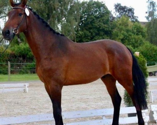 Springpferd Vangelis III CH (Schweizer Warmblut, 2017, von van Gogh)