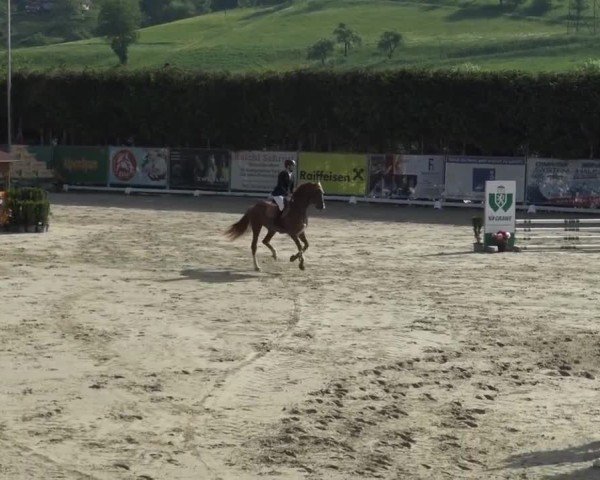 Reitturnier Preding 2025