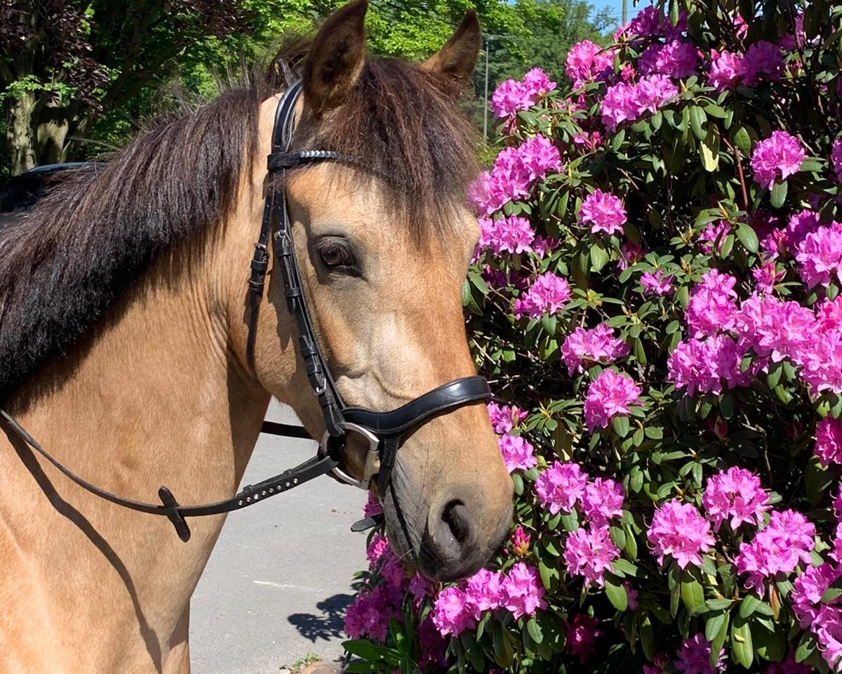 horse Menlo Paladore Lady (Connemara Pony, 2017)