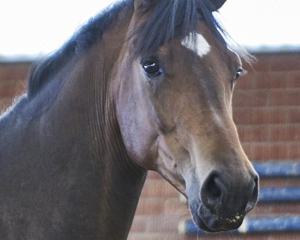 Pferd Flavio (Hannoveraner, 2017, von Florenz 71)