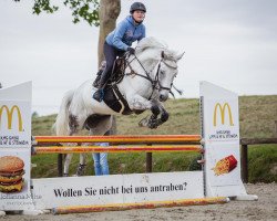 jumper Contento M (Hanoverian, 2010, from Contendro I)