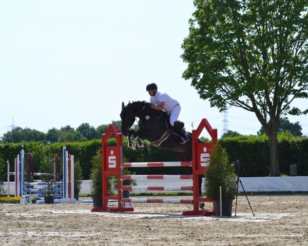 jumper Oasis d'O (Holsteiner, 2018, from Origi D'o)