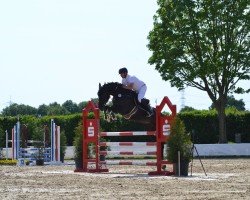 Springpferd Oasis d'O (Holsteiner, 2018, von Origi D'o)