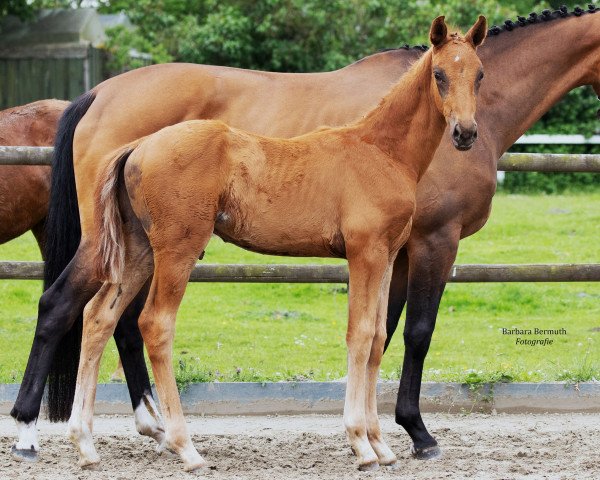 horse Vasya M (Oldenburg, 2021, from Vaderland OLD)