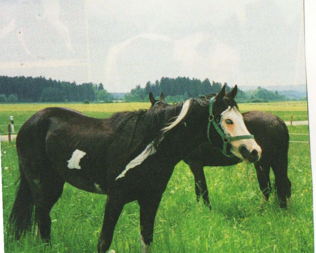 stallion Outfitters Blue 1 (Paint Horse,  , from Custom Built Fleet)