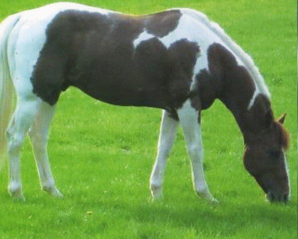 horse Docs Classic Doll (Paint Horse, 1994, from Doc Doll)
