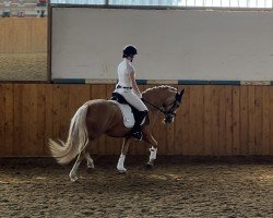 dressage horse Nouvelle Petite JF (German Riding Pony, 2018, from Nashville JF)