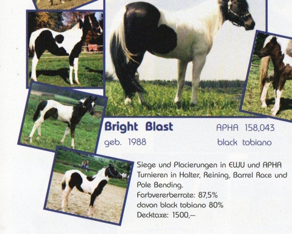 horse Bright Blast (unknown, 1988, from Bright Bonanza Bar)