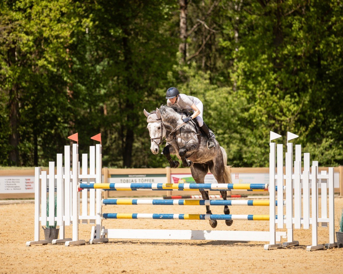 Cheval de saut Urml vom Scheulenhof (Cheval de Sport Allemand, 2019, de Colman)