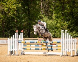 jumper Urml vom Scheulenhof (German Sport Horse, 2019, from Colman)