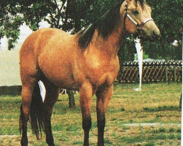 Pferd Im Ever Dream (Quarter Horse, 1994, von Im Ever Cool)