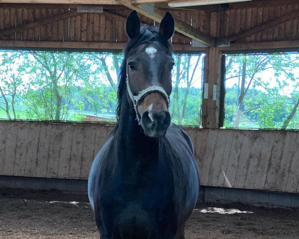 jumper Coeur de Lion M (German Sport Horse, 2018, from K.i Checkter)