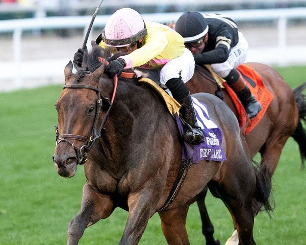 horse Spirit of St Louis xx (Thoroughbred, 2019, from Medaglia d'Oro xx)