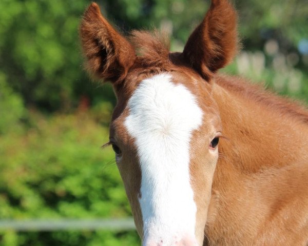 horse Felina (Westphalian, 2021, from Felissimo)